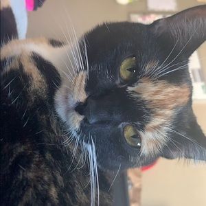 Meet your Posher, Diane